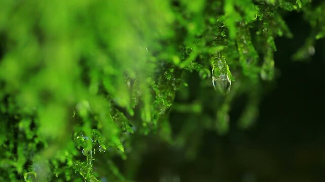 苔むす岩と湧き出でる水