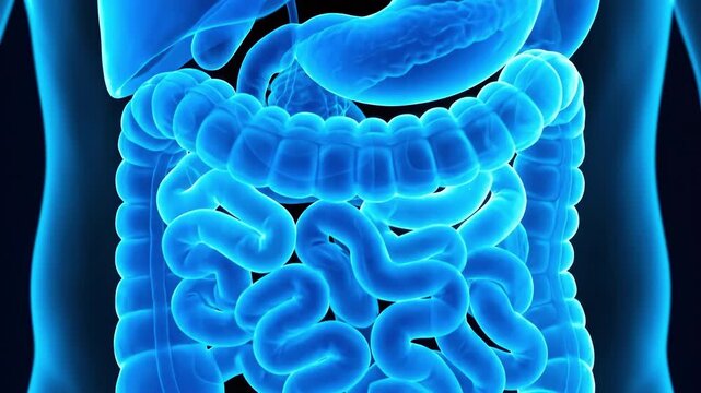 Human digestion system anatomy 3D illustration of stomach and intestine. Suitable for medical education, biology research, and health visualization.