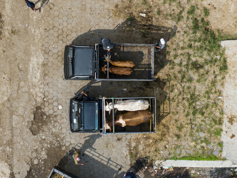 Aerial view of cows inside pickup trucks at the Animal Market Prambanan with people standing nearby on a paved lot in Kecamatan Prambanan, Jawa Tengah, Indonesia.