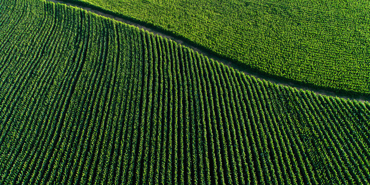 Aerial View of Green Soybean Field with Tree Rows