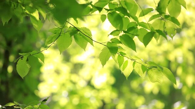 透ける新緑の葉