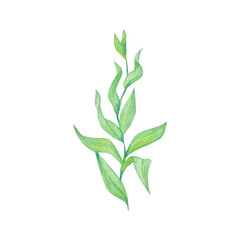 Fototapeta premium Green watercolor seaweed branch isolated on white background. Hand drawn marine illustration of underwater flora plant. Delicate detailed ocean kelp sprout with leaves for design