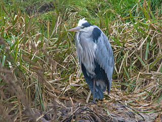 Fototapeta premium Grey heron in the wetlands of Bourgoyen nature reserve, Ghent, Flanders, Belgium - Ardea cinerea 