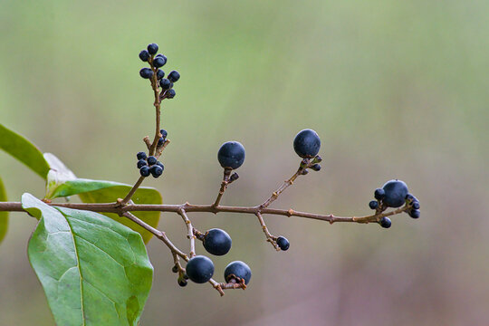 closeup of a twig with black wild privet berries in different sizes - Ligustrum vulgare
