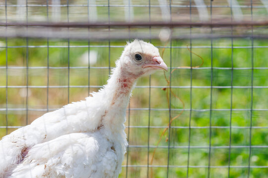 Young white turkey poult in a wire cage on a domestic poultry farm