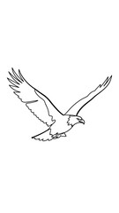 Fototapeta premium Eagle in flight, line art drawing, majestic bird of prey soaring, freedom concept