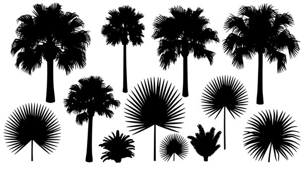 Minimal tropical botanical vector icon set palmetto and palm illustrations