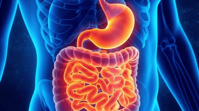 Human digestive system 3D illustration with stomach and intestines. Suitable for medical education, healthcare science, anatomy research, and biology tutorials.