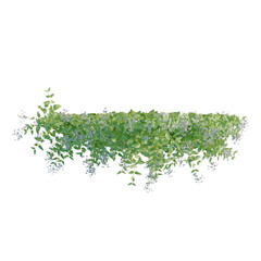 Obraz premium Clematis paniculata tree plan, top view, cutout, transparent background, isolate, Vibrant trailing bougainvillea vine with delicate blooms, perfect for floral design and garden themes.
