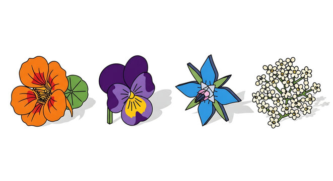 Set of four edible flowers including nasturtium, pansy, borage and yarrow