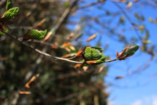 Clsoe-up of European beech tree with fresh green leaves on a sunny day against blue sky. Fagus sylvatica tree on springtime season
