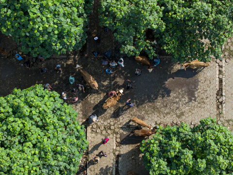 Aerial view of Animal Market Prambanan with cattle and people gathered under lush green trees in Kecamatan Prambanan, Jawa Tengah, Indonesia.