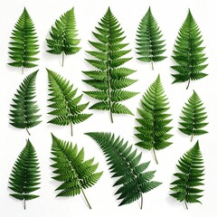 Obraz premium Collection of fresh green fern fronds arranged on a white background