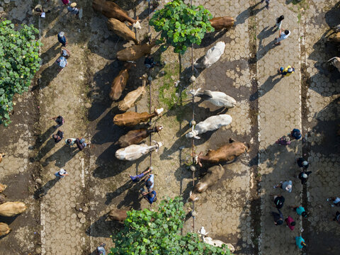 Aerial view of cattle tied to rails with people walking between rows at the Animal Market Prambanan in Kecamatan Prambanan, Jawa Tengah, Indonesia.