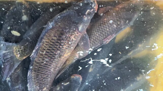 Fresh river fish swimming in restaurant display tank close up. Live seafood inside glass aquarium with strong water aeration and oxygen bubbles.