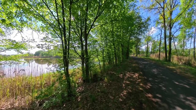 Young, green trees separating the path from the pond.