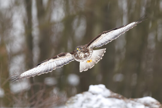 Common buzzard flying in winter forest