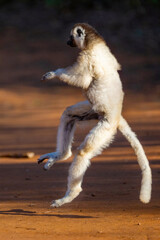 Fototapeta premium Verreaux’s Sifaka Lemur