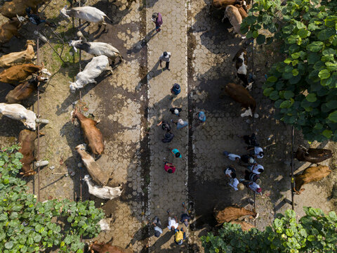 Aerial view of the Animal Market Prambanan with cows in pens and people walking along paved paths between trees in Kecamatan Prambanan, Jawa Tengah, Indonesia.