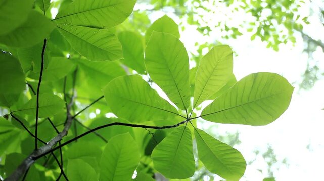 雨の森で揺れる朴葉