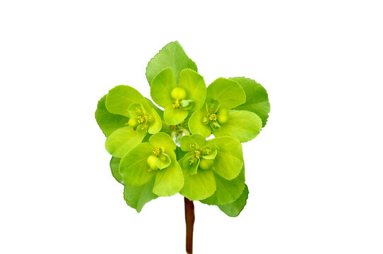 euphorbia plant with transparent background
