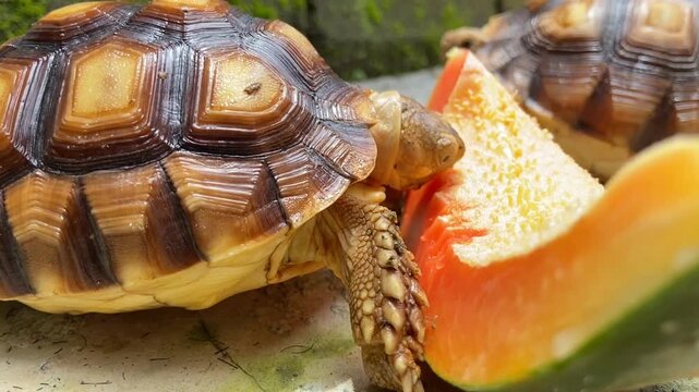 Feeding Papaya To Sulcata Tortoises