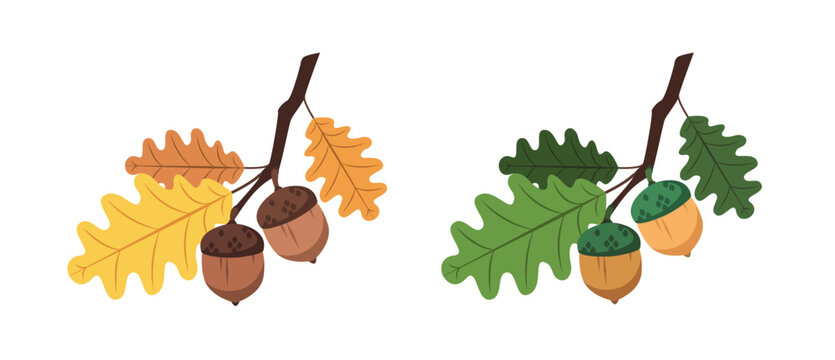 Oak branches with acorns vector illustration. Autumn and summer oak leaves isolated on white background. Flat botanical elements for branding and design. Horizontal orientation.