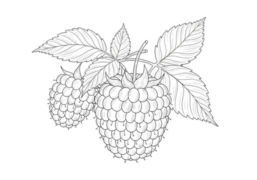 Detailed hand drawn illustration of fresh raspberries on a branch
