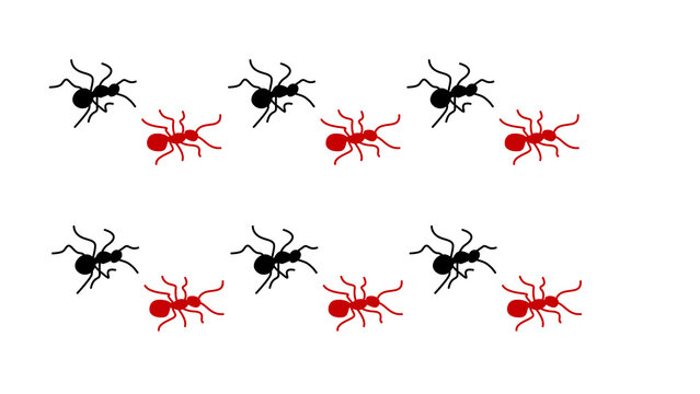 Pattern of black and red ants marching in rows on a transparent background, A repeating pattern of stylized black and red ants arranged in two rows against a plain white backdrop