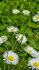 Beautiful common daisies (Bellis perennis) blooming in a vibrant green grass lawn on a sunny spring day. Vertical close-up shot of white wildflowers in a meadow. © Mariia
