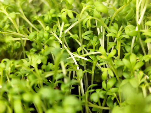 Close-up texture of growing garden cress microgreens