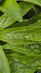 Fototapeta premium A macro vertical shot of a closed green peony (Paeonia) bud covered in fresh raindrops or morning dew, surrounded by lush green foliage. Concept of spring growth, gardening, and nature's awakening.