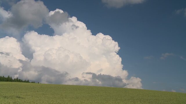 発達する積乱雲と小麦畑