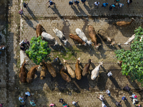 Aerial view of cattle tied in rows at the Animal Market Prambanan with people walking between the livestock on paved ground, Kecamatan Prambanan, Jawa Tengah, Indonesia.