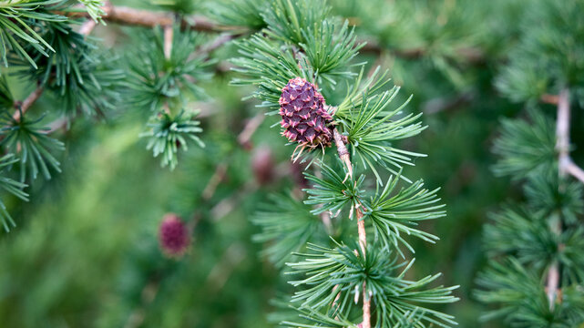 Spring larch branch with fresh green needles and young pink female cones, often called larch roses. Small seed-bearing structures bloom early before hardening into brown woody fruit on Larix trees.