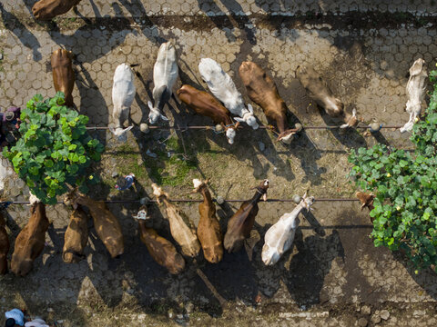 Aerial view of cows and cattle at the Animal Market Prambanan with people walking on the paved ground in Kecamatan Prambanan, Jawa Tengah, Indonesia.
