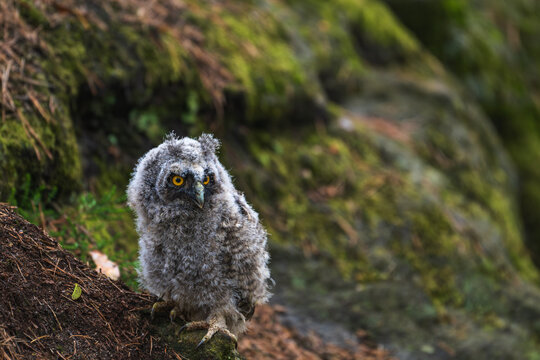 Fluffy long eared owl  (Asio otus) chick sitting on a mossy ground.