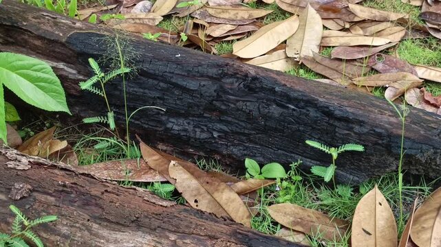 Close up video focusing on a heavily burnt and decaying black log surrounded by small green wild grass.