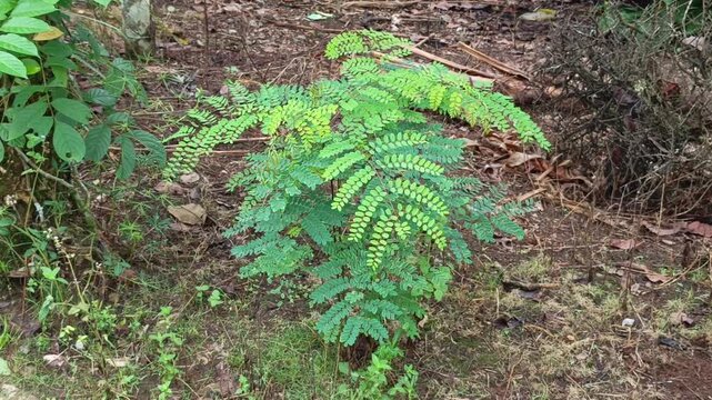 Detailed shot of a wild green herbaceous plant with small symmetry leaves growing out of dry soil and debris.