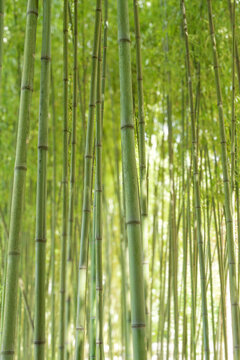 bamboo forest with lush green leaves