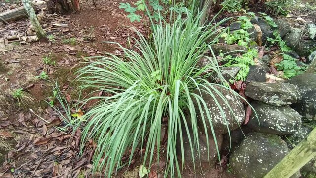 Footage showcasing a lush bush of green lemongrass or tanaman serai growing next to natural river rocks.