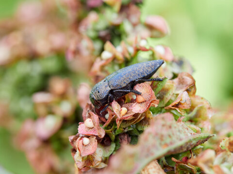 Capnodis tenebricosa is a Mediterranean jewel beetle species