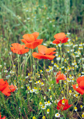 Obraz premium red poppies in the field