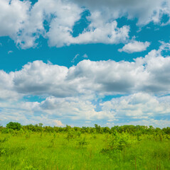 wide green forest glade under a blue cloudy sky, seasonal outdoor scene © Yuriy Kulik