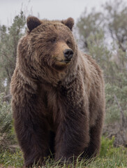 Fototapeta premium Grizzly Bear in Springtime in Yellowstone National Park Wyoming