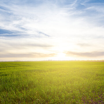 wide green rural fiel at the sunset, spring evening agricultural scene