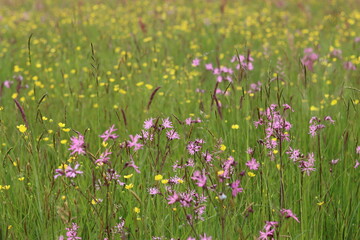 Obraz premium Wild flowers and long grasses in a meadow in summer