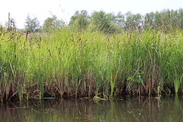 Fototapeta premium Long grasses and reeds lining a canal in summer