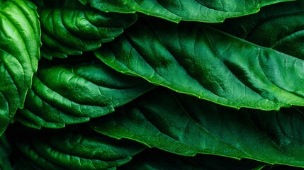 Obraz premium A detailed close up of basil leaves stacked together, highlighting texture, edges, and vibrant color