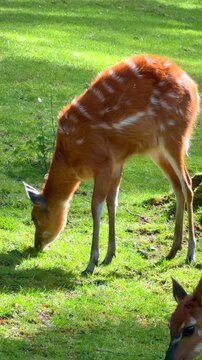 Une biche